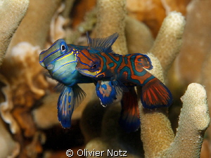 Very shy fishes. You have to wait in the dark and turn on... by Olivier Notz 